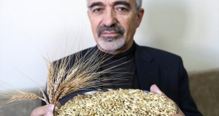 Coğrafi işaretle tescillenen kavılca buğdayının üretiminin artması bekleniyor