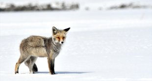 Kars ve Ardahan'da soğuk hava etkili oldu