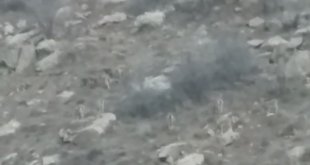 Yüksekova'da sürü halindeki dağ keçileri görüntülendi