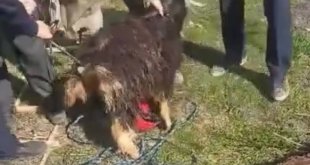 Elazığ'da 12 metrelik kuyuya düşen keçi kurtarıldı