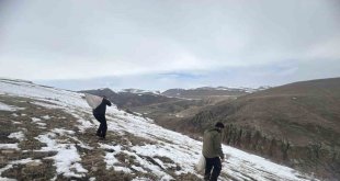 Kars'ta yaban hayvanları için doğaya yem bırakıldı
