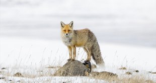 Kızıl tilkiler kar altındaki avlarının yerlerini kulaklarıyla tespit ediyor