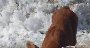 Burun ve dudağı eksik olarak doğan buzağı, biberonla besleniyor