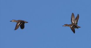 Ağrı Dağı'nın eteklerindeki Erhacı Sulak Alanı, güneyden gelen kuşları ağırlamaya başladı
