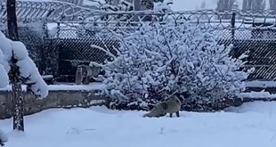 Erzurum'da aç kalan tilkiler kent merkezine indi