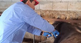 Bitlis'te şap aşısı devam ediyor