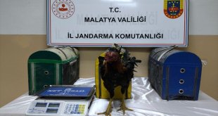 Malatya'da horoz dövüştüren 2 kişiye 14 bin 432 lira ceza verildi