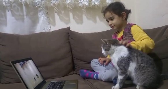 Telefon ve bilgisayar bağımlısı kedi