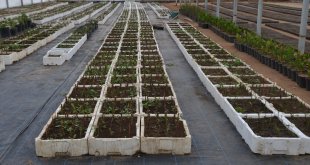 Muş'ta serada yetiştirilen çiçekler park ve refüjlere ekilecek