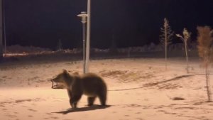 Sarıkamış'ta ayılar parkta görüntülendi