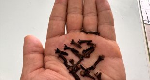 Birçok hastalığı önlediği bilinen karanfilin tedavide de potansiyel etkiye sahip olduğu ortaya kondu