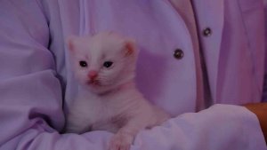 Bu yılın ilk yavru Van kedileri dünyaya geldi