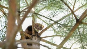 Çatak'ta okulun bahçesine giren gelincik heyecan yaşattı