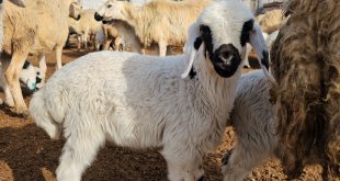 İstanbul'dan köyüne dönüp ailesinin 37 küçükbaş hayvanını 1100'e çıkardı