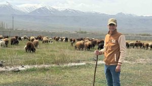 Iğdır'da hayvanlar meraya çıktı