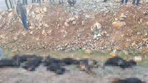 Mutki'de yıldırım düştü: 17 koyun telef oldu