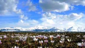 Baharın müjdecisi kar çiçekler açtı
