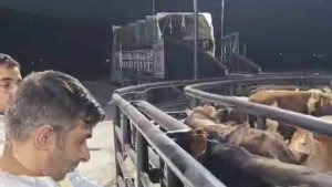 ŞAP hastası 29 hayvan Elazığ'da yakalandı, sahibine 199 bin lira ceza kesildi