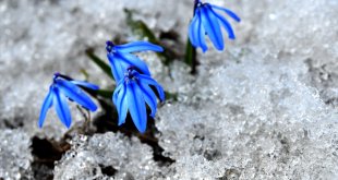 Kars'ta 'baharın müjdecisi' çiçekler açmaya başladı