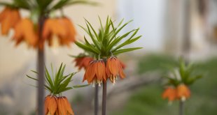 Tunceli'de ilkbaharın gelişiyle ters laleler açtı