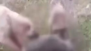 Kemah'ta kurdu iki köpeğe boğdurup leşini yakan kişi gözaltına alındı