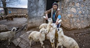 Tunceli'de köylüler 'baharın müjdecisi' oğlak ve kuzulara özenle bakıyor