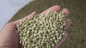 Narman Yeşil Mercimeği coğrafi işaret yolunda