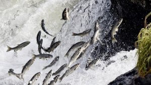 Van Gölü'nde av yasağı başladı: İnci kefalleri göç hazırlığında