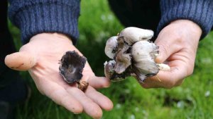 Doğadan toplanan mantarlara dikkat