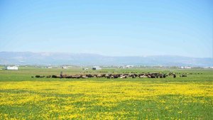 Muş'ta 40 bin TL'ye çoban bulunamıyor