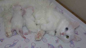 En güzel Van kedisi 'Mia' üçüncü kez anne oldu