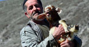 Karın erdiği Kars'ta besiciler hayvanlarını meralarla buluşturdu