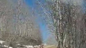 Kış uykusundan uyanan ayılar görüntülendi