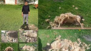 Erzincan'da başıboş köpeklerin saldırdığı 7 koyun telef oldu