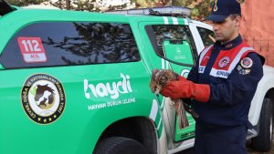 Ağrı'da jandarmanın yaralı bulduğu şahin tedavi altına alındı