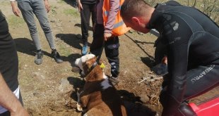 Malatya'da sahibinden kaçarak baraj gölüne giren buzağıyı itfaiye kurtardı