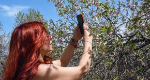 Van'da "2. Akdamar Adası Badem Çiçeği Festivali" düzenlendi