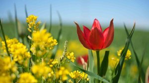 Muş'ta "lale devri" başladı