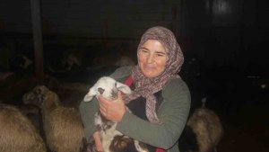 Erzincan'da devlet desteğiyle koyun varlığı artıyor