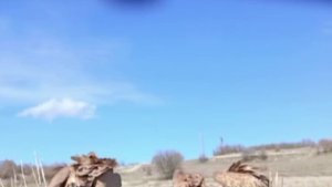 Domuz leşine gelen akbabalar, fotokapana takıldı