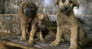 Erzurum'da zifte bulanan 10 köpek yavrusu Kars'taki merkezde temizlendi