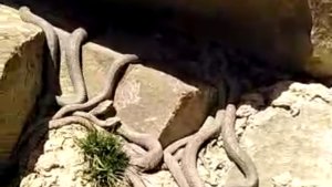 Ölümcül zehre sahip engerek yılanları sürü halinde görüntülendi