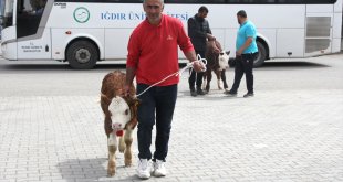 Iğdır'da kuzu, oğlak ve buzağılar "güzellikleriyle" yarıştı