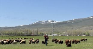 Ağrı'da karların geç eridiği köylerde hayvanlar meraya çıkarılmaya başlandı
