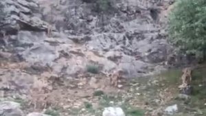 Elazığ'da koruma altındaki dağ keçileri sürü halinde görüntülendi