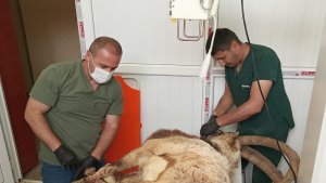 Hakkari'de yaralı yabani teke tedavi altına alındı