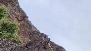 Dağ keçileri Palu Kalesi'ni mesken tuttu