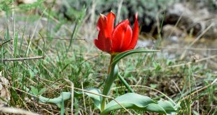 Malatya'da doğaseverlerden Beydağı eteklerine yürüyüş