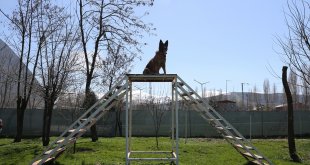 Özel eğitimli dedektör köpekler operasyonlarda jandarmaya güç katıyor