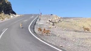 Çukurca'da dağ keçileri sürü halinde görüntülendi